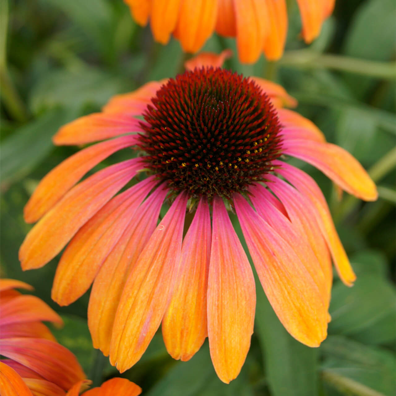 Echinacea Seeds – Yellow & Pink
