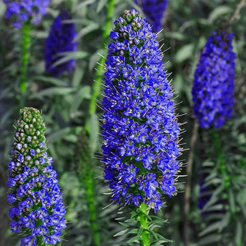 Echium Candicans Seeds - Flower Plant