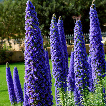 Echium Candicans Seeds - Flower Plant