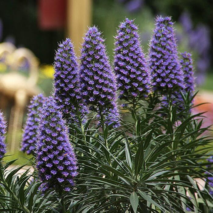 Echium Candicans Seeds - Flower Plant