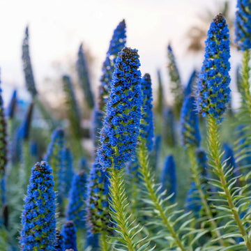 Echium Fastuosum Seeds - Flower plant