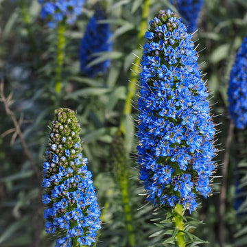 Echium Fastuosum Seeds - Flower plant