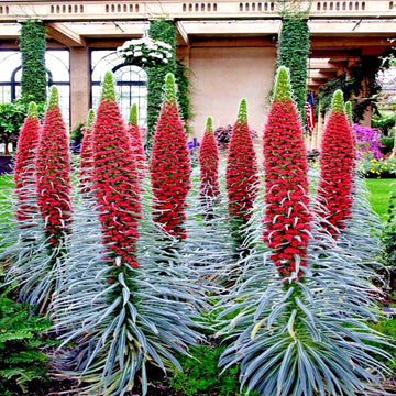 Echium Seeds – Wildpretii Tower of Jewels
