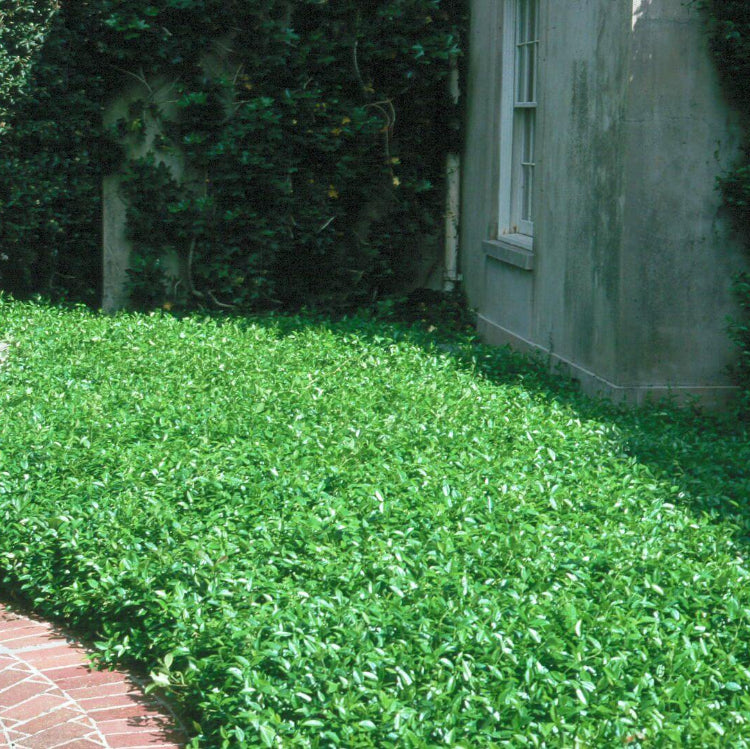 Eco Lawn Seeds