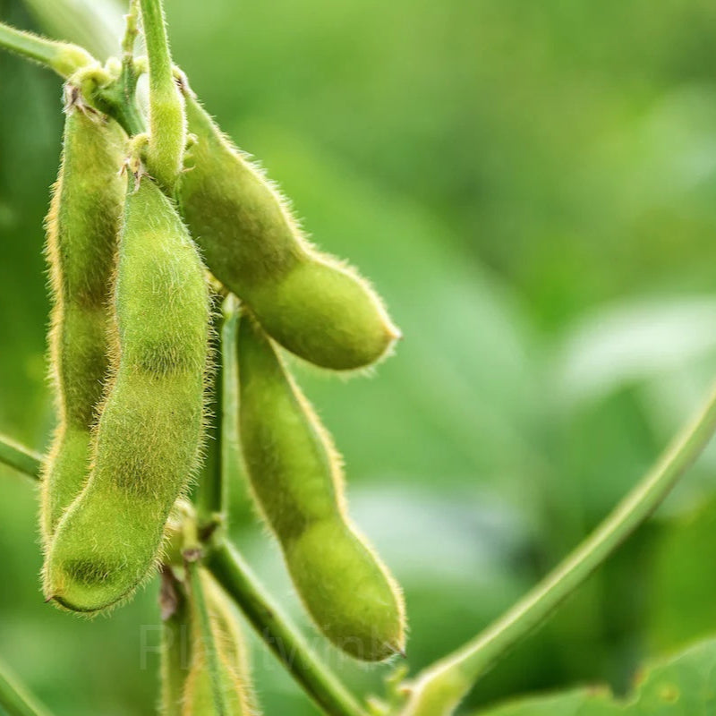  
Edamame Seeds
