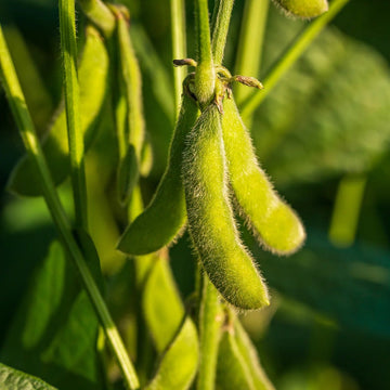 Edamame Seeds
