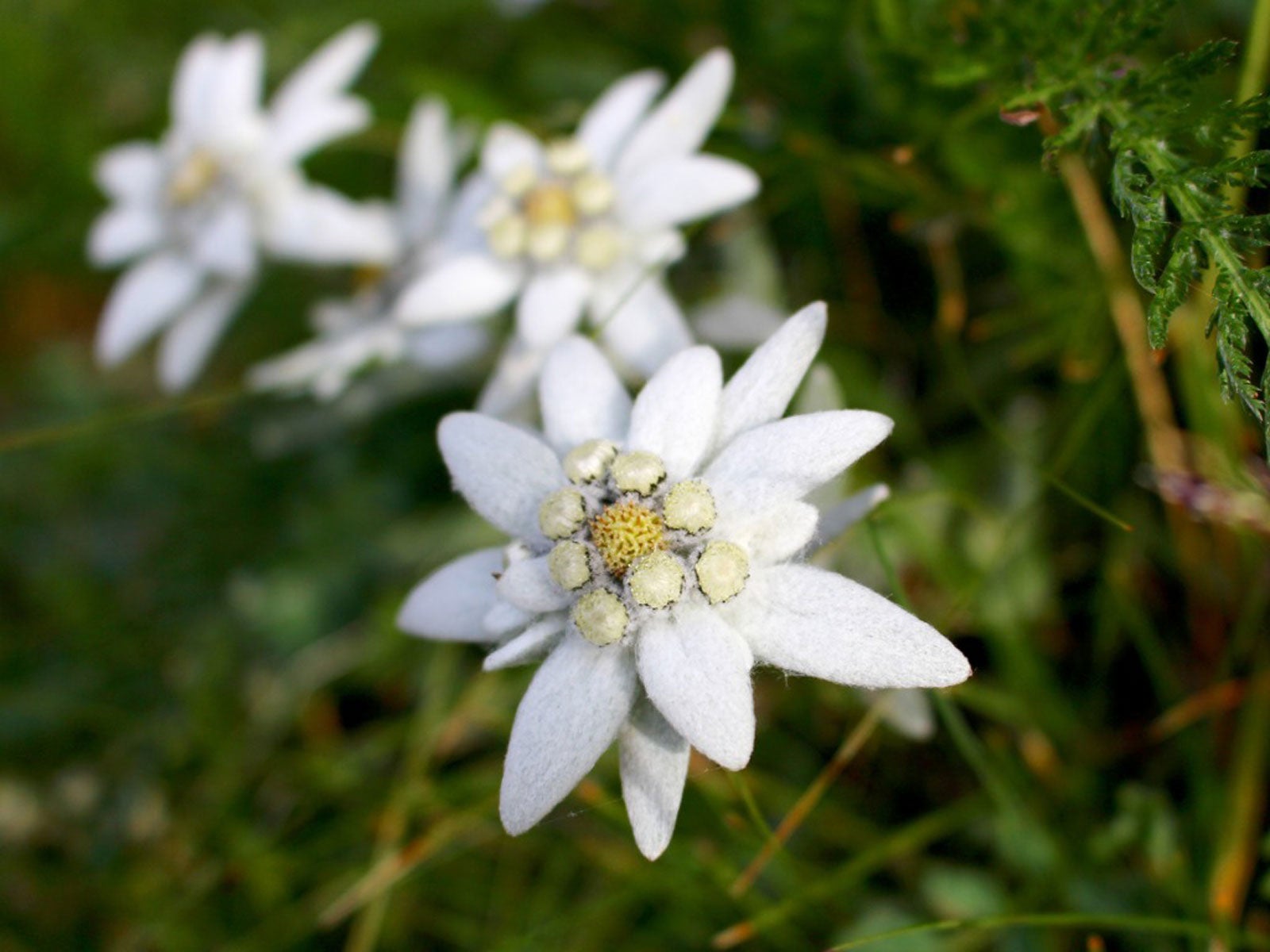 Edelweiss Seeds – Alpine Star
