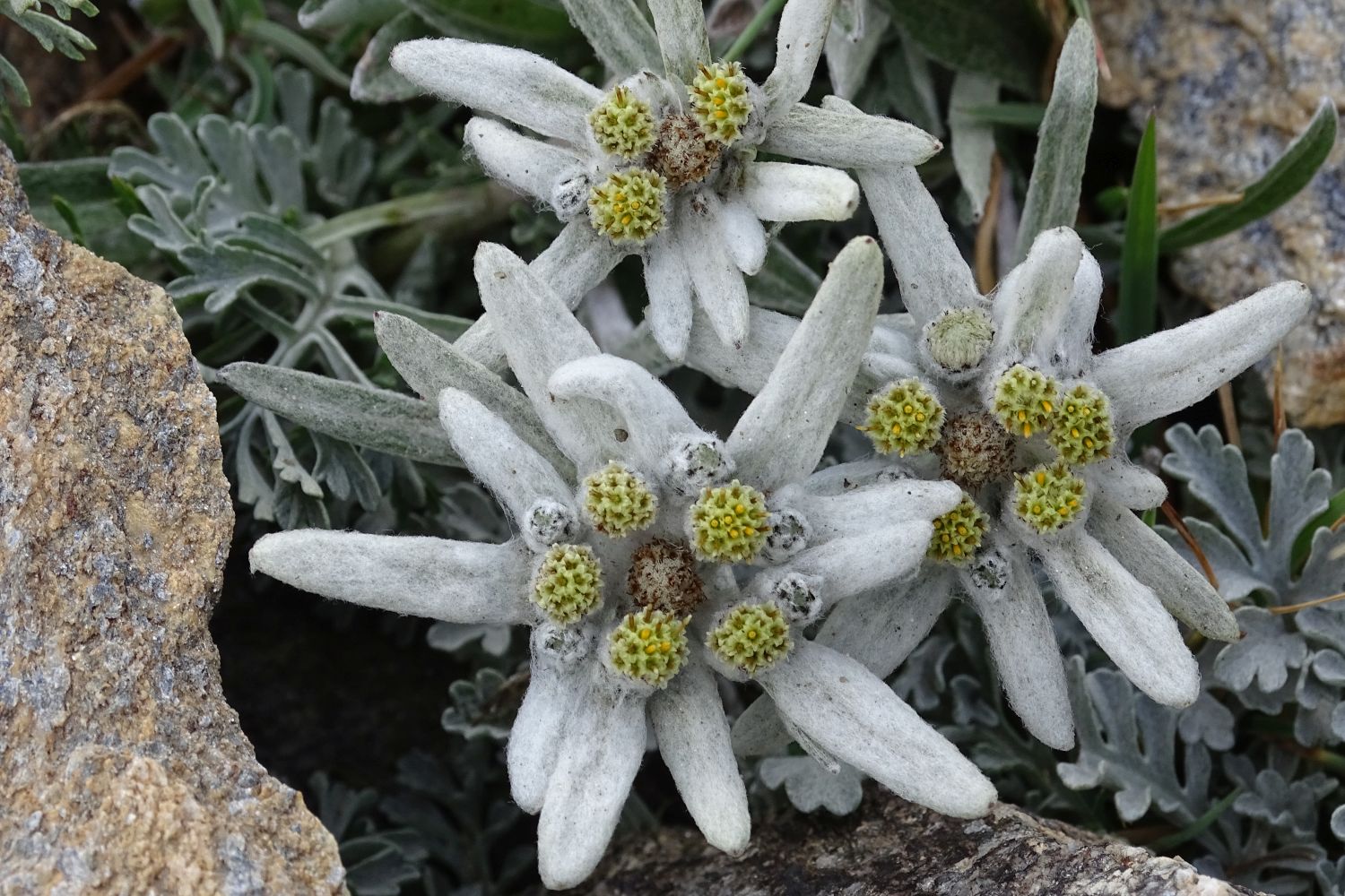 Edelweiss Seeds – Alpine Star
