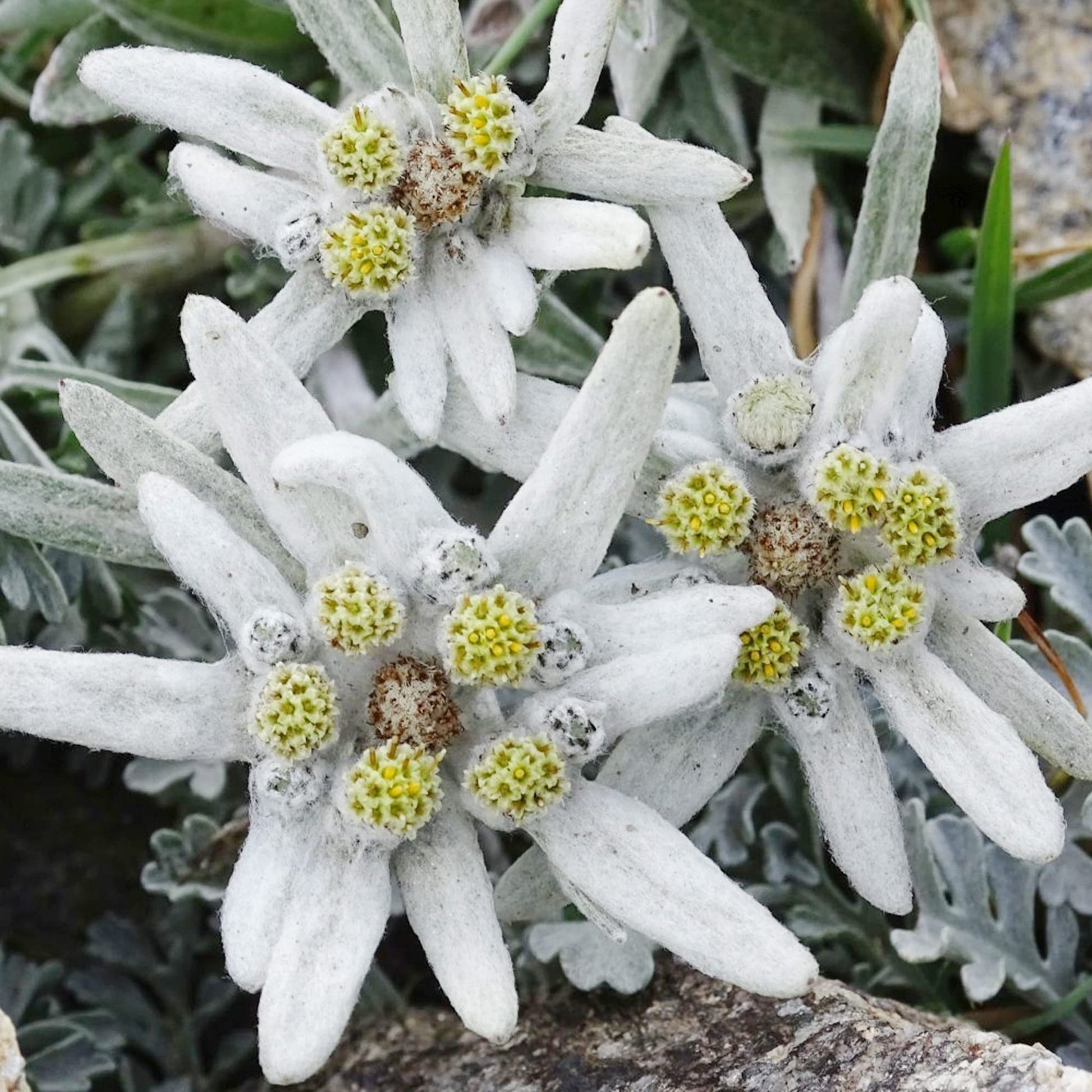Edelweiss Seeds – Rare Beauty
