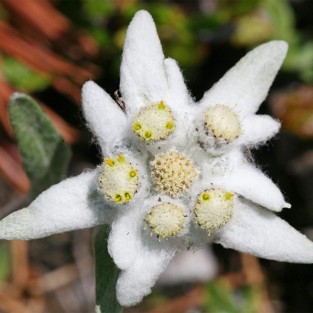 Edelweiss Seeds – Rare Beauty
