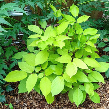 Edible Aralia Seeds