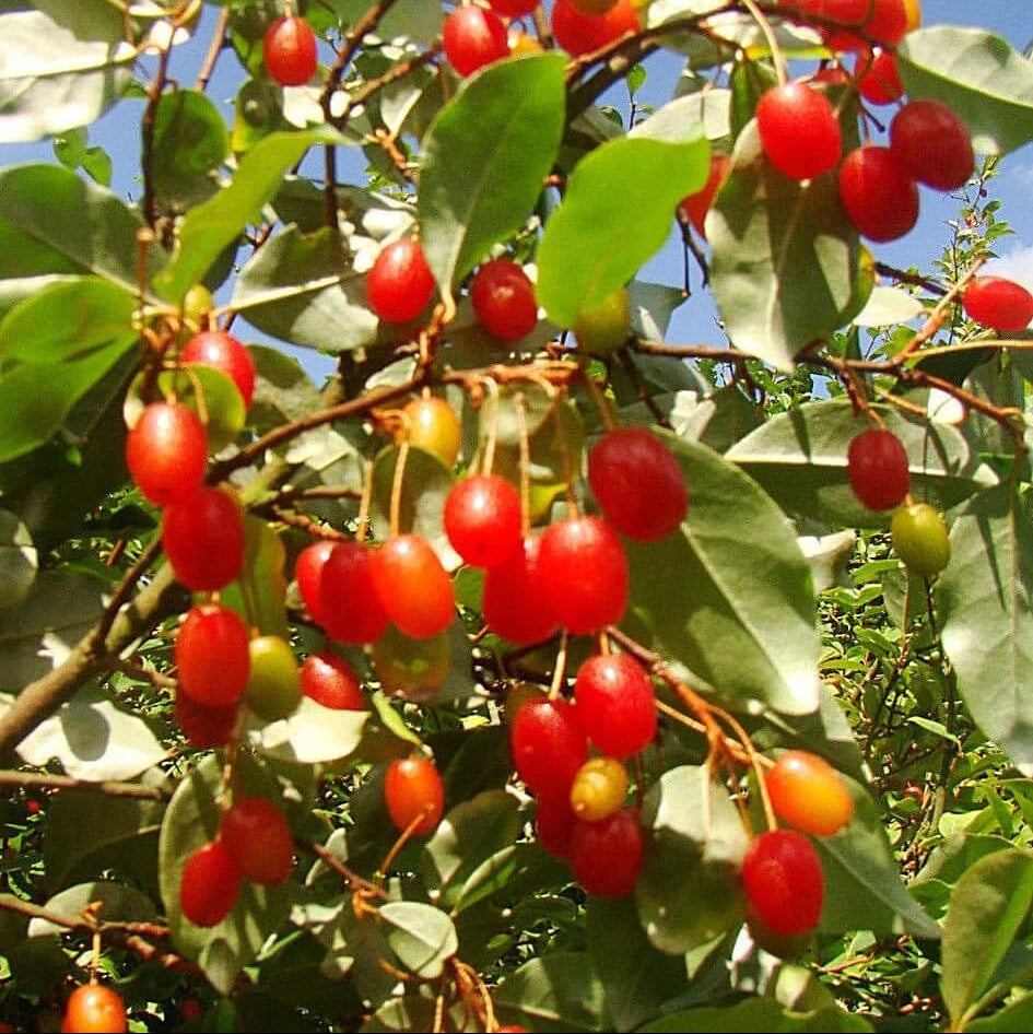 Edible Berry Shrub seeds
