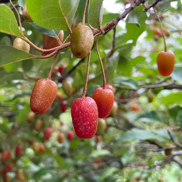 Edible Berry Shrub seeds