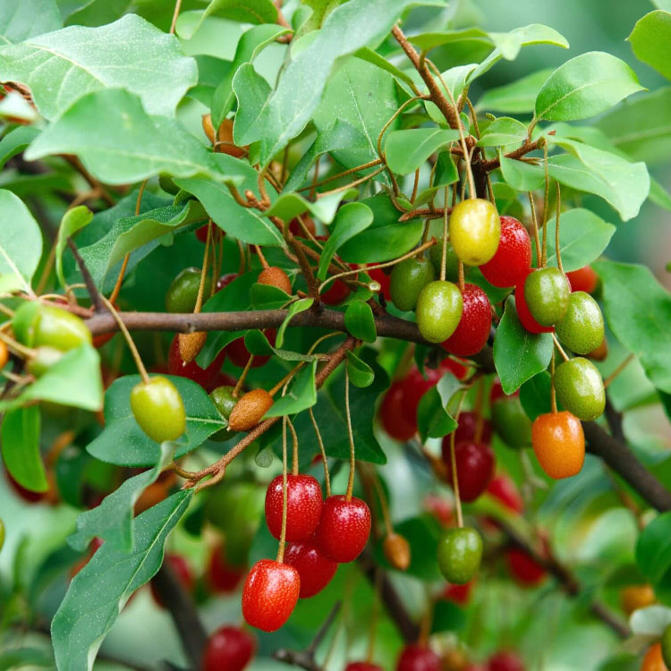 Edible Berry Shrub seeds
