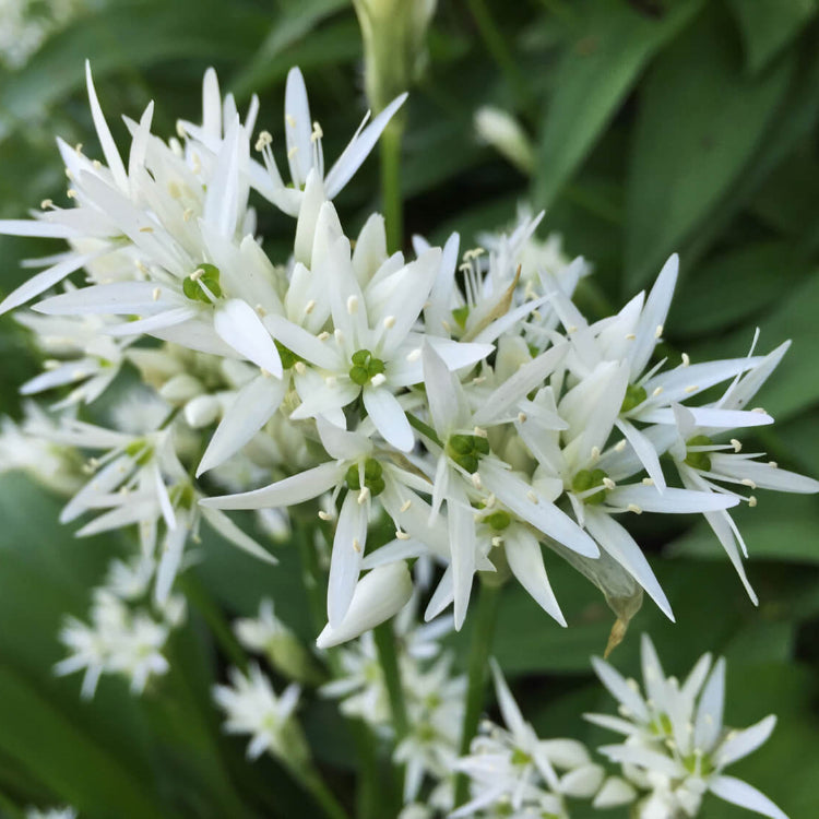 Edible Flower Garlic Seeds - Herbal Plant
