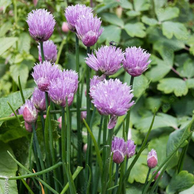 Edible Flower Garlic Seeds - Herbal Plant