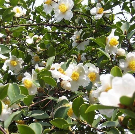 Edible Tea Shrub Seeds