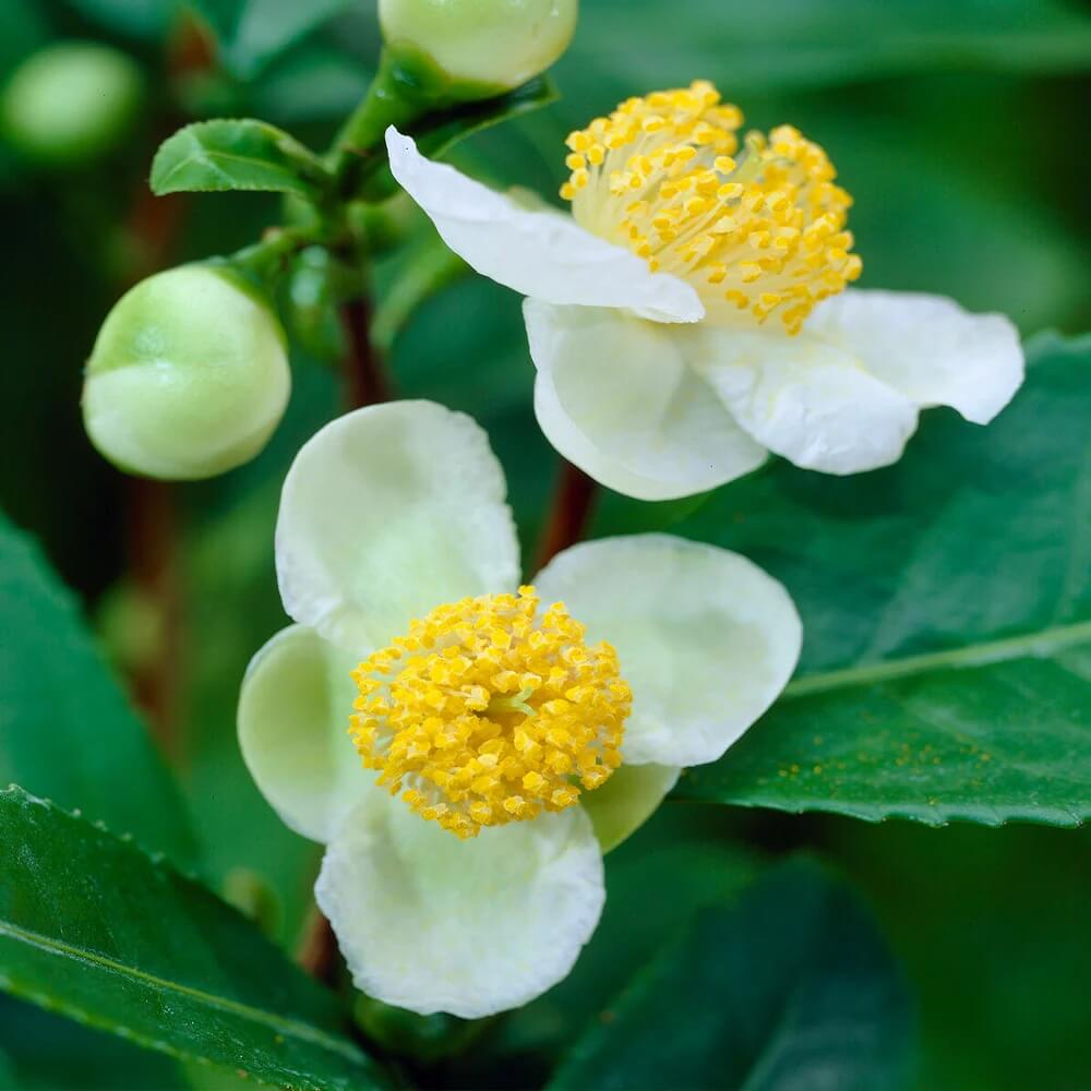 Edible Tea Shrub Seeds