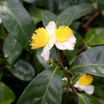 Edible Tea Shrub Seeds