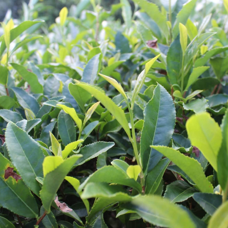 Edible Tea Shrub plant images
