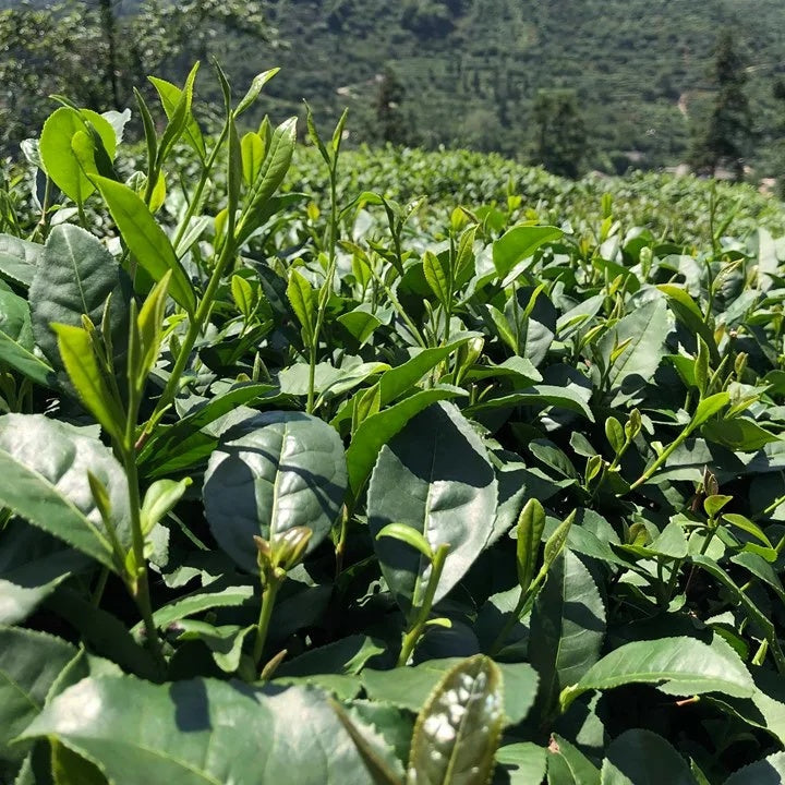 Edible Tea Shrub plant images