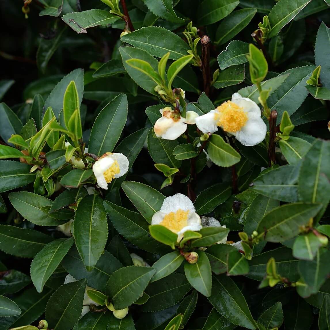 Edible Tea Shrub plant images