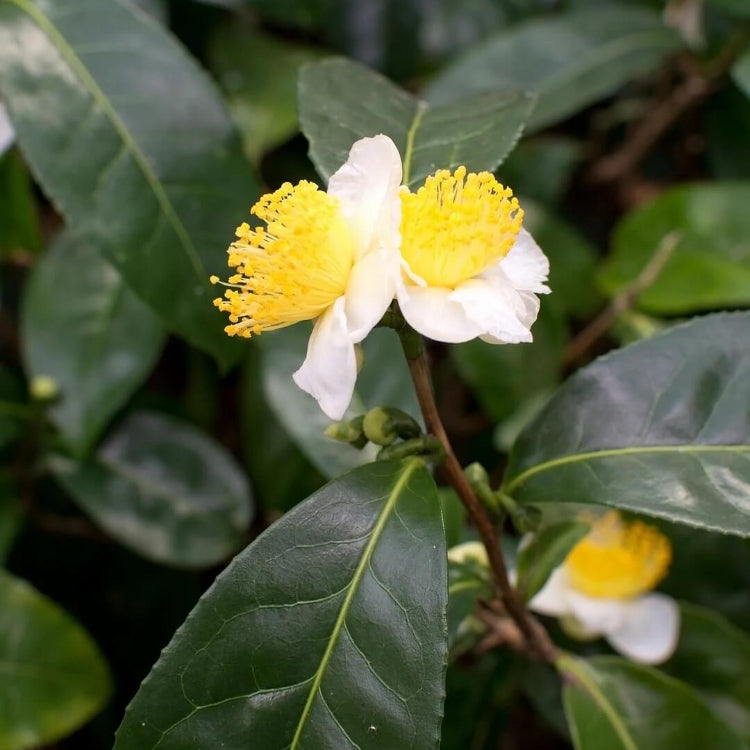 Edible Tea Shrub plant images