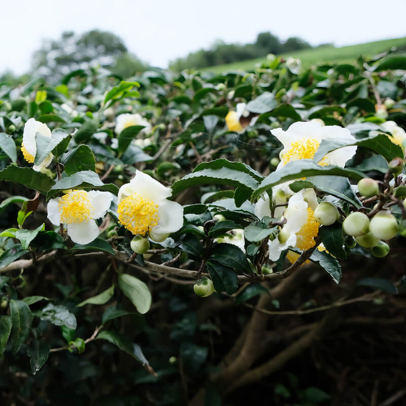 Edible Tea Shrub plant images
