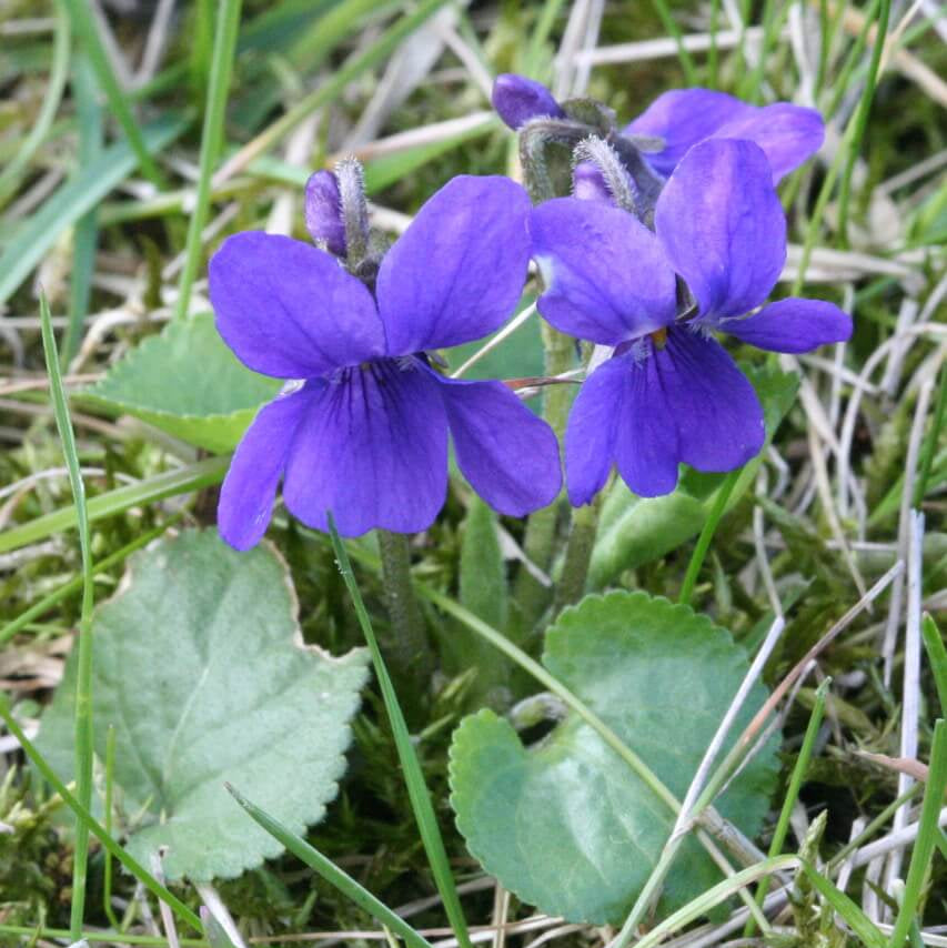 Edible Violet Flowers Seeds