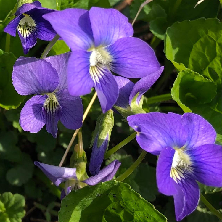 Edible Violet Flowers Seeds