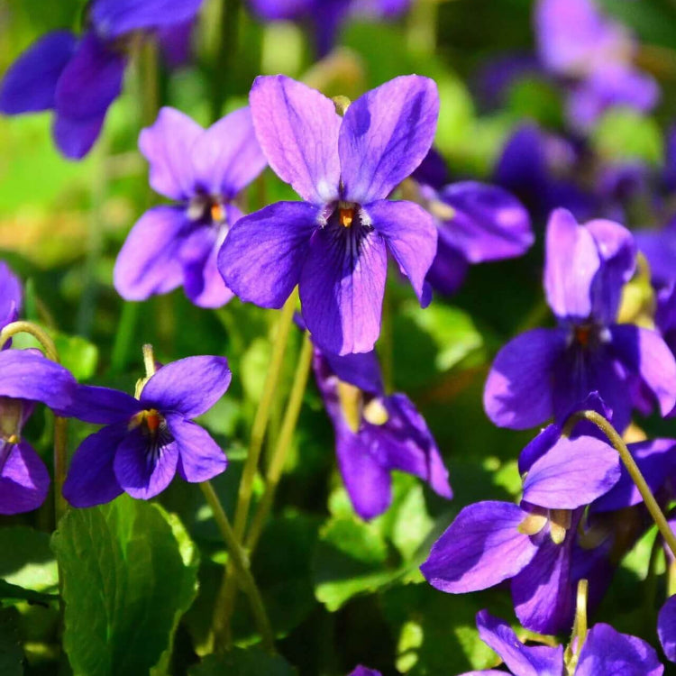Edible Violet Flowers Seeds
