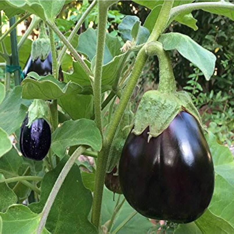 Eggplant Seeds - Futaba Giant Black