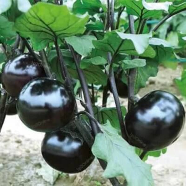 Eggplant Seeds - Futaba Giant Black