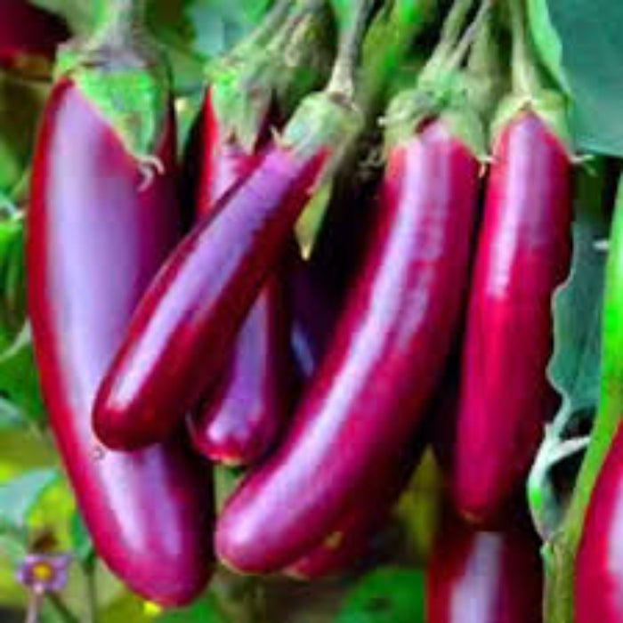  Eggplant Seeds-burgundy