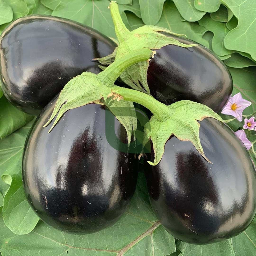 Eggplant Seeds – Black
