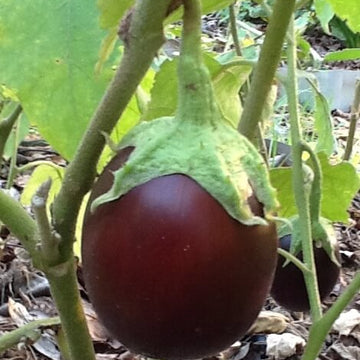Eggplant Seeds – Brown