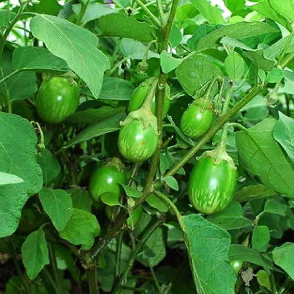 Eggplant Seeds – Green
