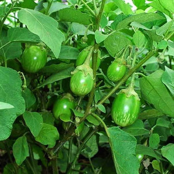 Eggplant Seeds – Green
