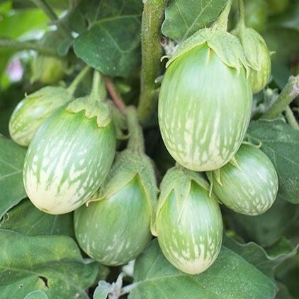 Eggplant Seeds – Green
