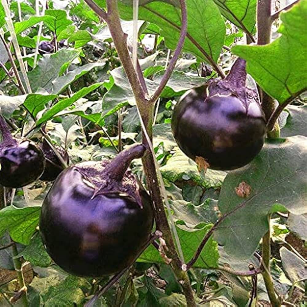 Eggplant Seeds – Kamo Japanese
