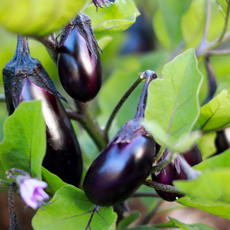 Eggplant Seeds – Kamo Japanese
