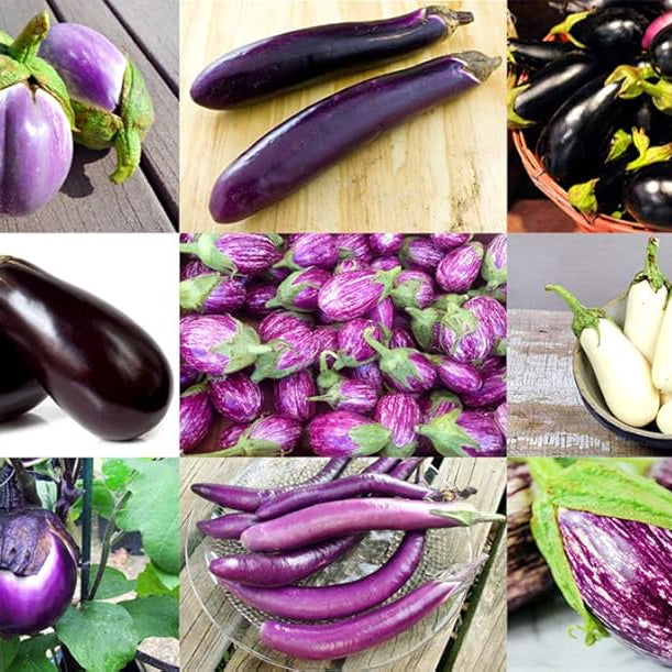 Eggplant Seeds – Mixed