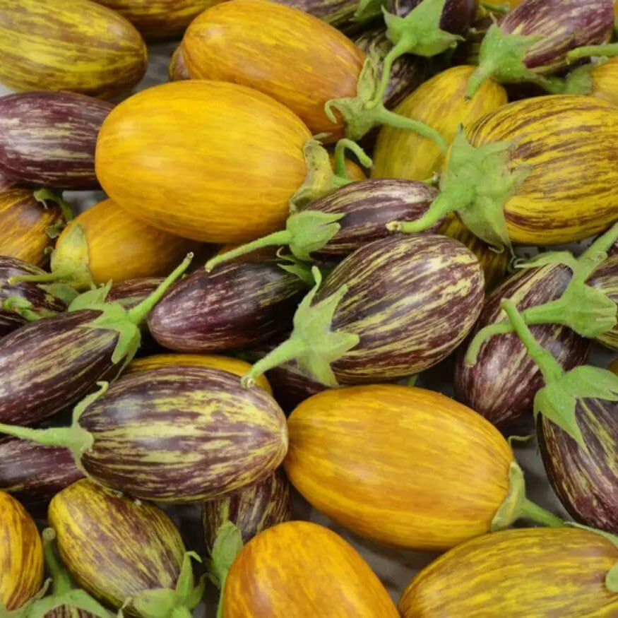 Eggplant Seeds – Mixed Udumalpet