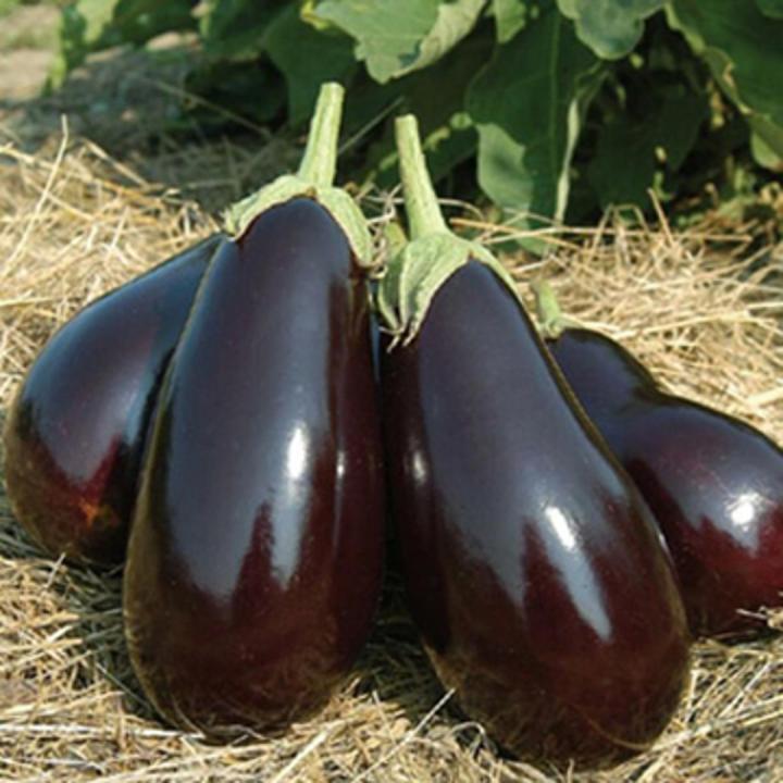 Eggplant Seeds – Ophelia
