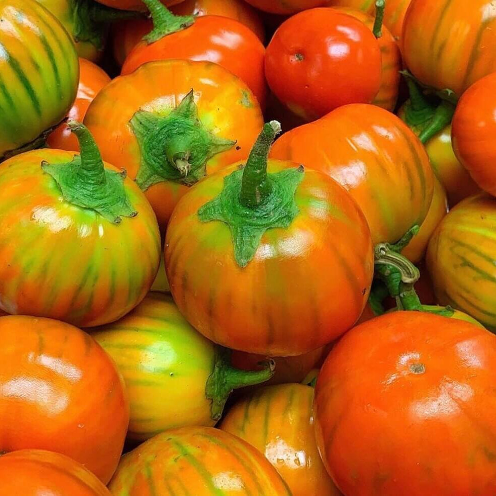 Eggplant Seeds – Orange