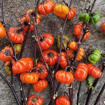 Eggplant Seeds – Ruffled