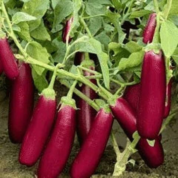 Eggplant Seeds-burgundy