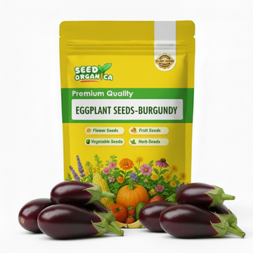 Eggplant Seeds-burgundy