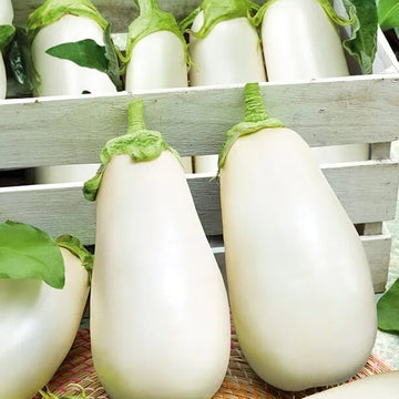 Eggplant Seeds – Clara