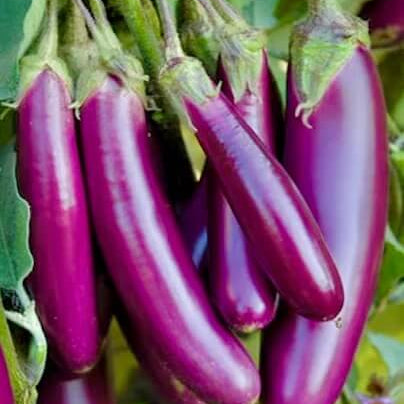 Eggplant Seeds – Light Violet